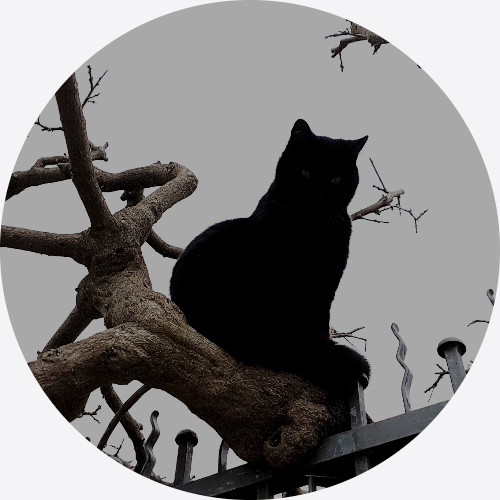 SoloTo profile picture for @pet
