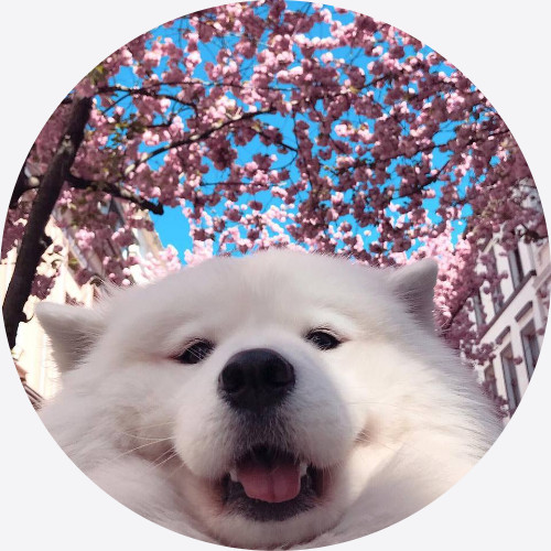 SoloTo profile picture for @pit