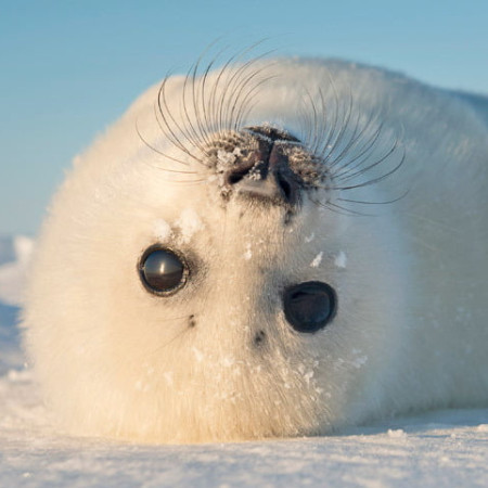 SoloTo profile picture for @seal