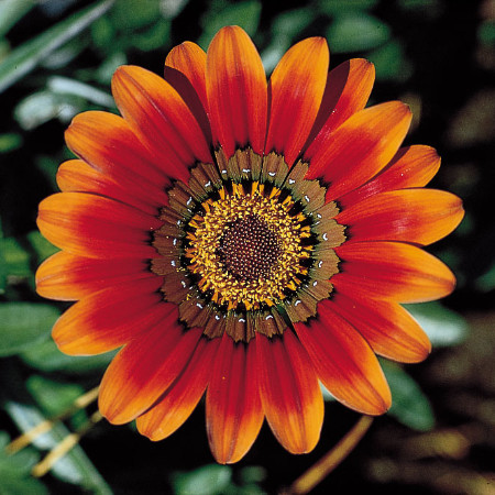 SoloTo profile picture for @nature