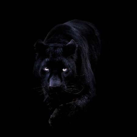 SoloTo profile picture for @prisoner