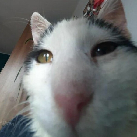 SoloTo profile picture for @gata