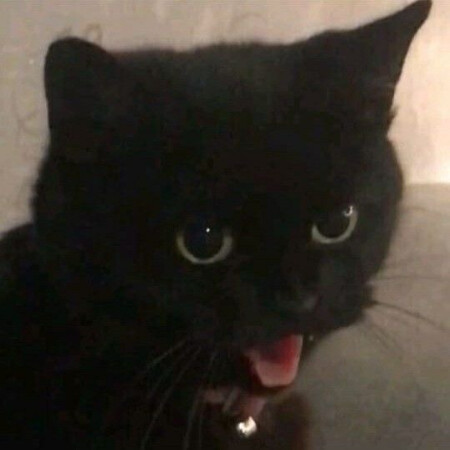 SoloTo profile picture for @puss