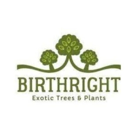 SoloTo profile picture for @birthright