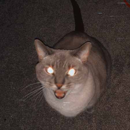 SoloTo profile picture for @varnish