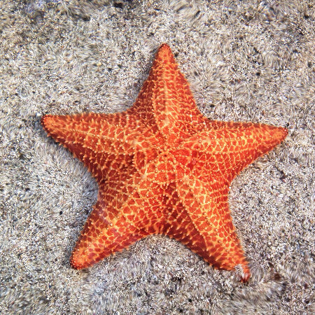 Legami Pochette da Mare - Starfish