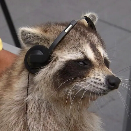 SoloTo profile picture for @raccoons